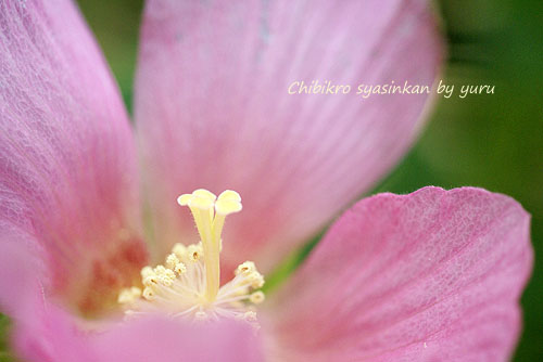 haibiscus.jpg